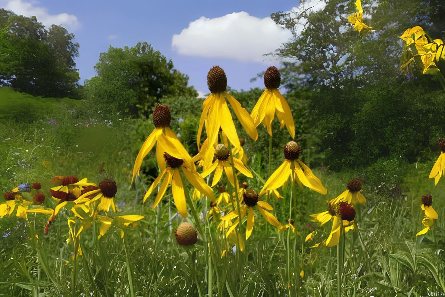 Gray-head Coneflower Gray-head Mexican-hat Prairie Coneflower (Ratibida pinnata)