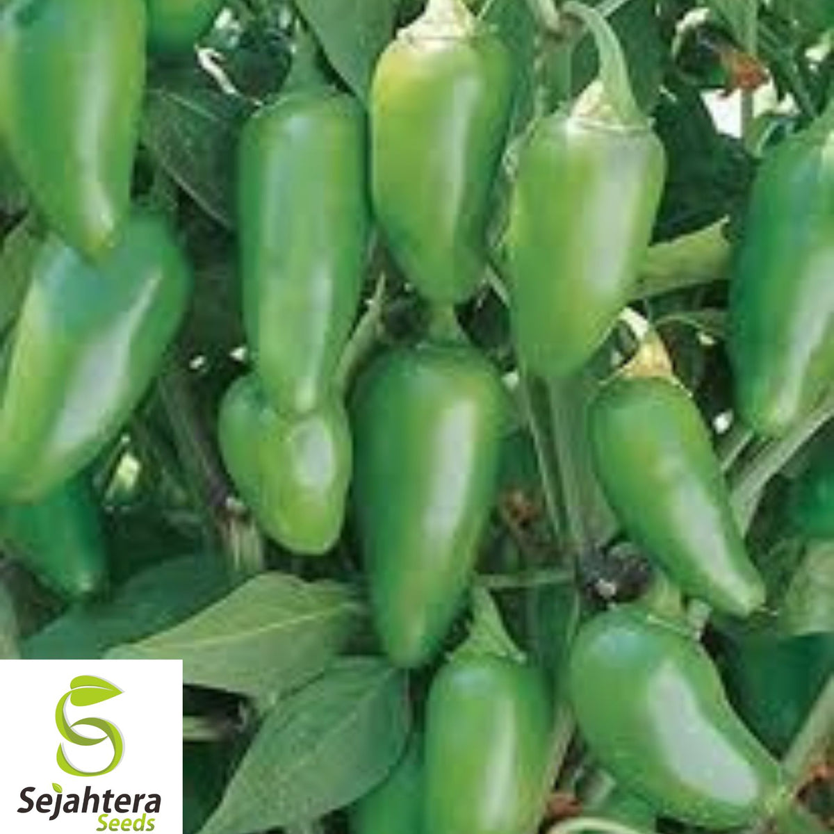 50+ Early Jalapeno Pepper Seeds - Heirloom, Non-GMO, Spicy & High-Yield Variety