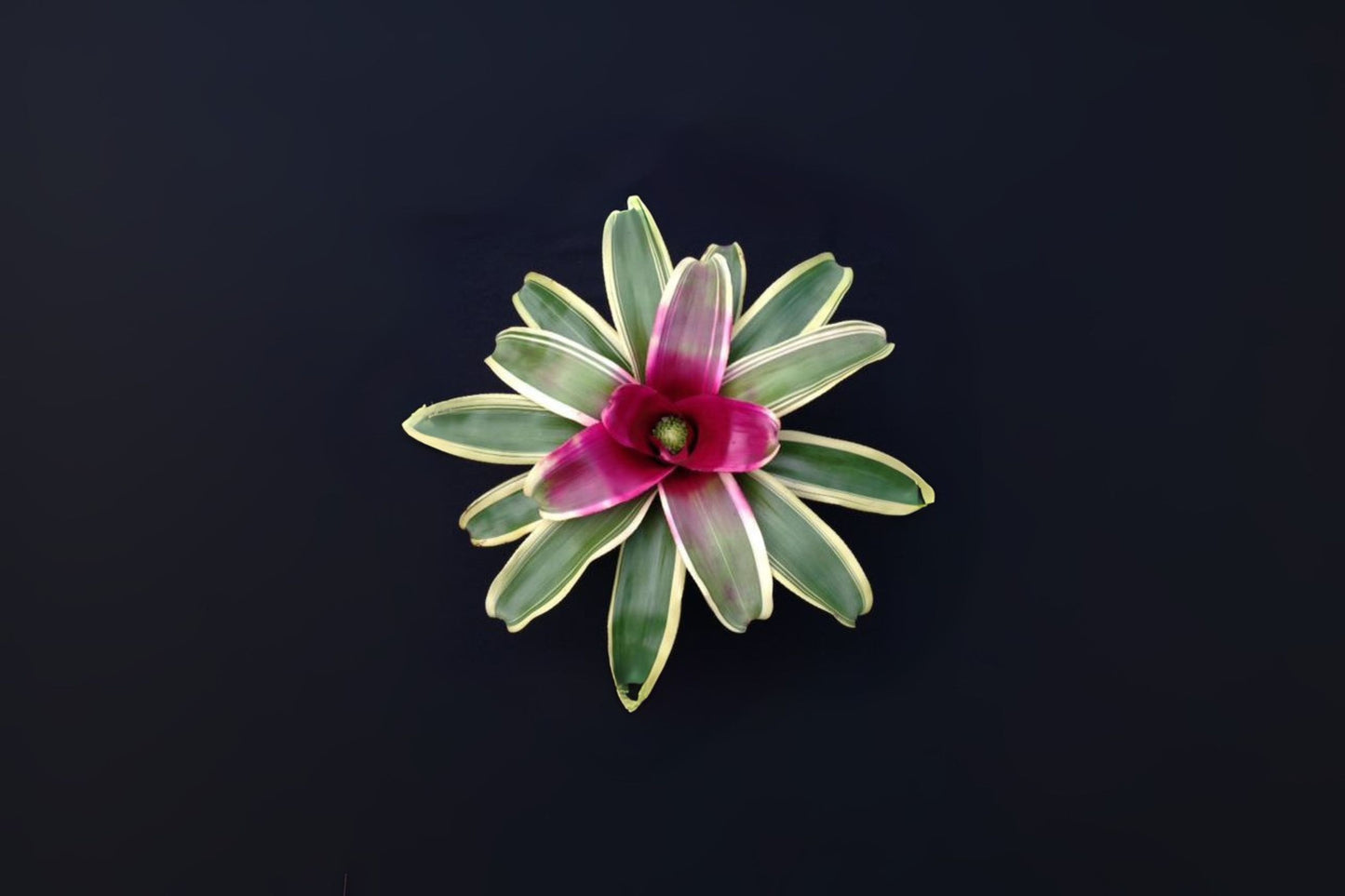 Neoregelia Charisma Plant 6" - Albomarginated Green Foliage with Red Center - Tropical Bromeliad for Interior & Landscape
