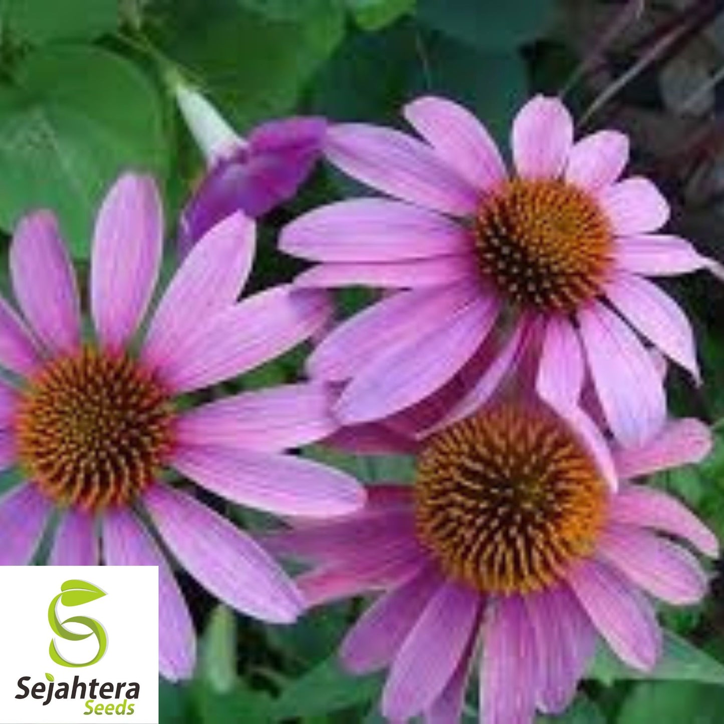 400+ Echinacea Purpurea Seeds | Purple Coneflower Perennial Medicinal Herb
