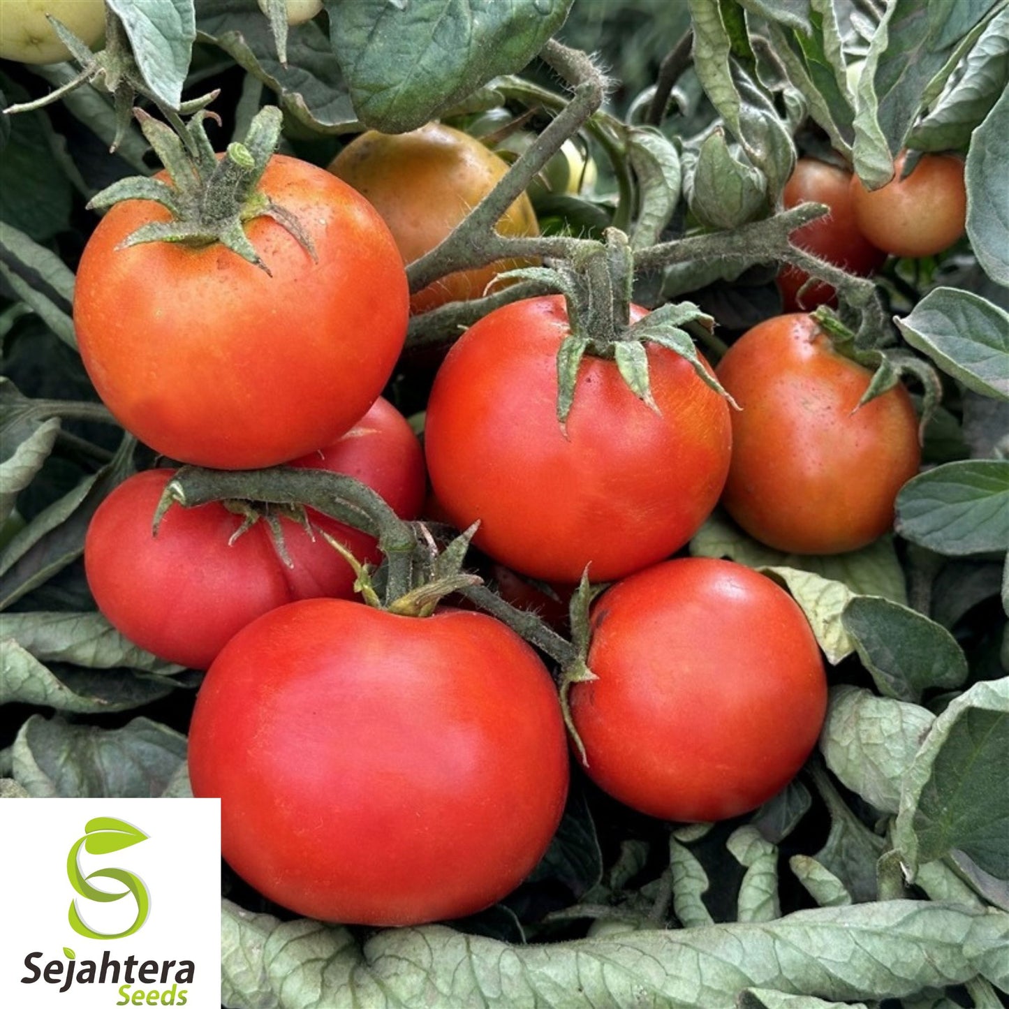 120+ Ace 55 Tomato Seeds - Heirloom, Non-GMO, Low-Acid, Juicy & High-Yield Variety