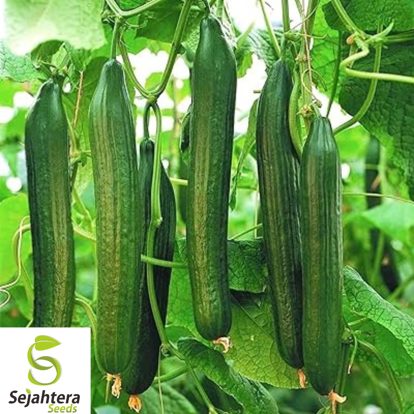 100+ Ashley Long Cucumber Seeds - Heirloom, Organic, Non-GMO, Crisp & High-Yield
