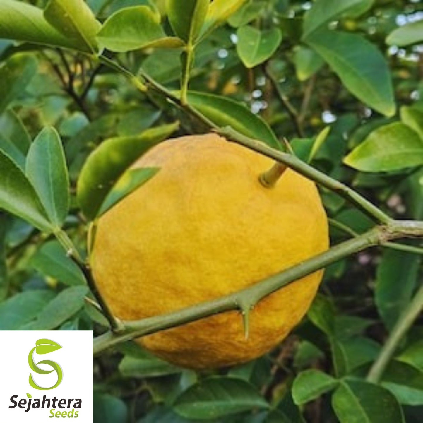 Citron Seeds {Citrus medica} Organic Fragrant | Heirloom 5 Seeds