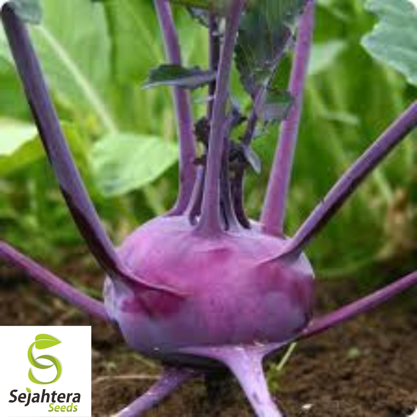500 Purple Vienna Kohlrabi Seeds - Non-GMO, Nutritious & Unique