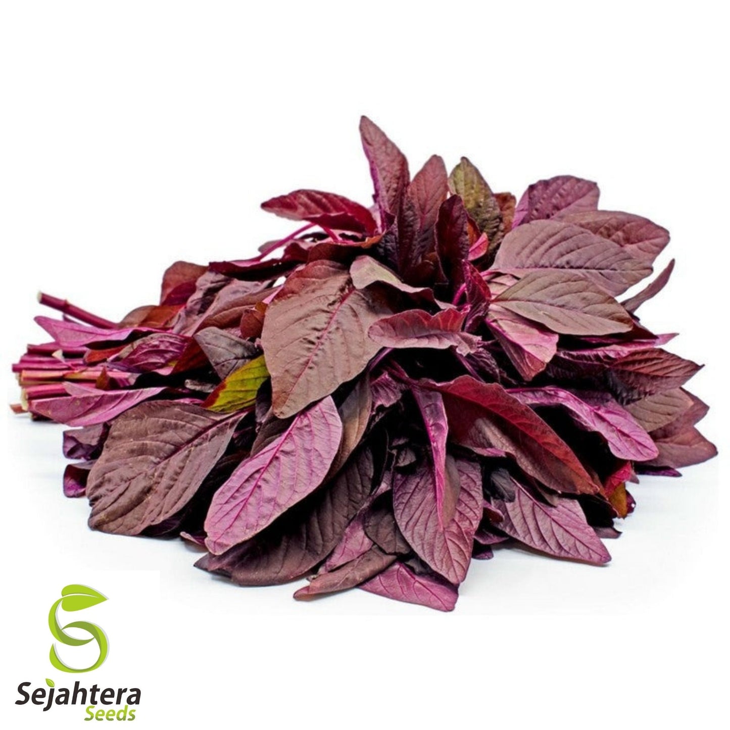 Red Garnet Amaranth Seeds 1000+ | Amaranthus tricolor Annual NON-GMO USA