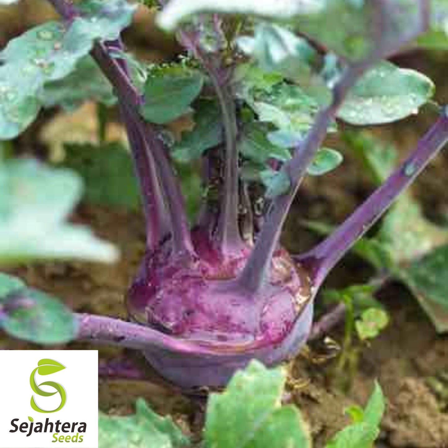 500 Purple Vienna Kohlrabi Seeds - Non-GMO, Nutritious & Unique