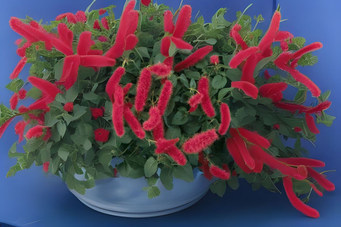 Dwarf Chenille Plant 4" Pot Acalypha pendula Unique Ground Cover Red Flowers Fuzzy Caterpillar Flower Live Tropical Plant