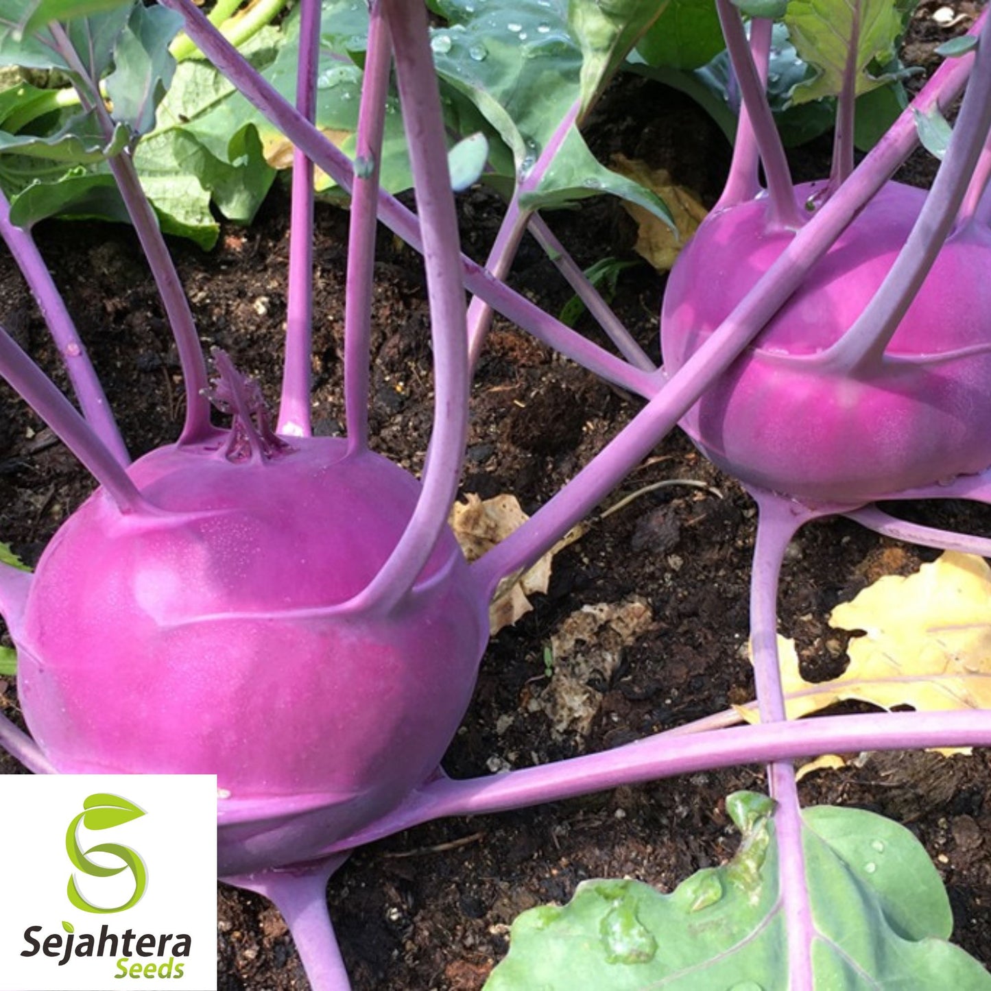500 Purple Vienna Kohlrabi Seeds - Non-GMO, Nutritious & Unique