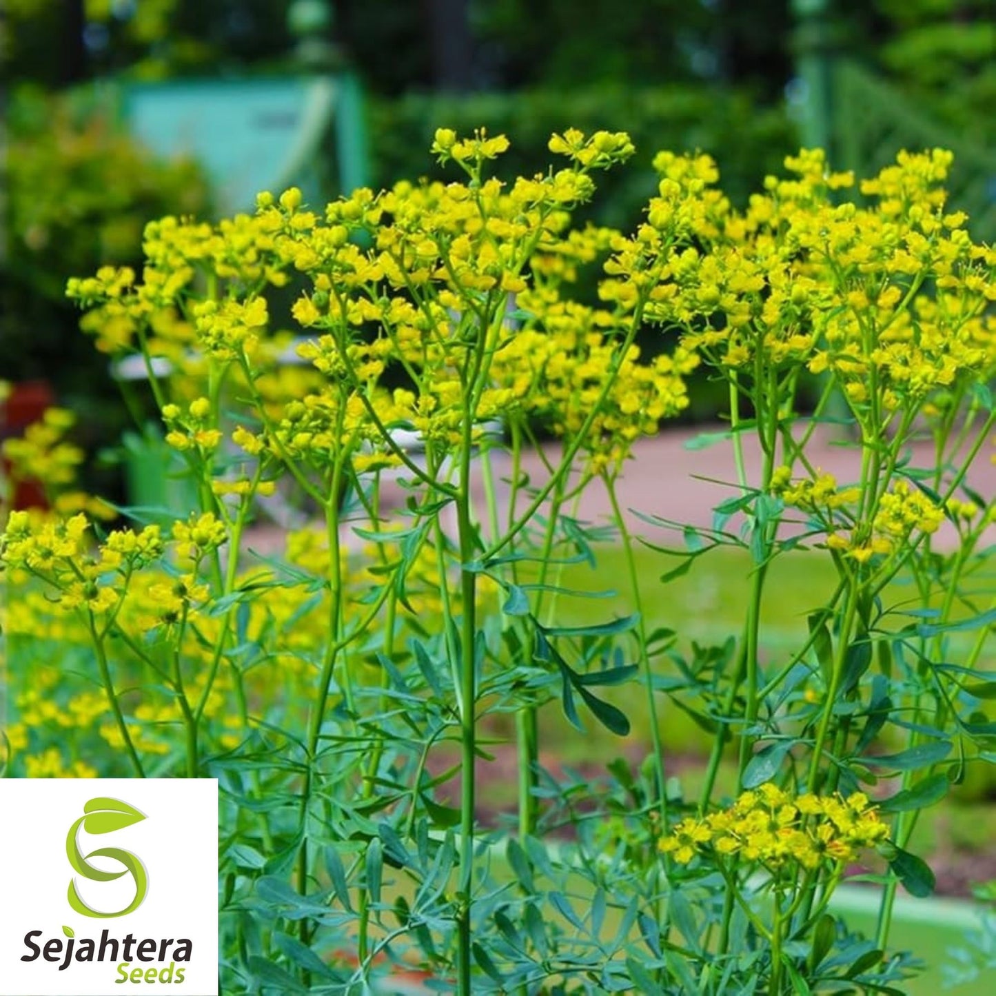 Rue Seeds 150+ | Common Herb Natural Repellent Heirloom NON-GMO USA
