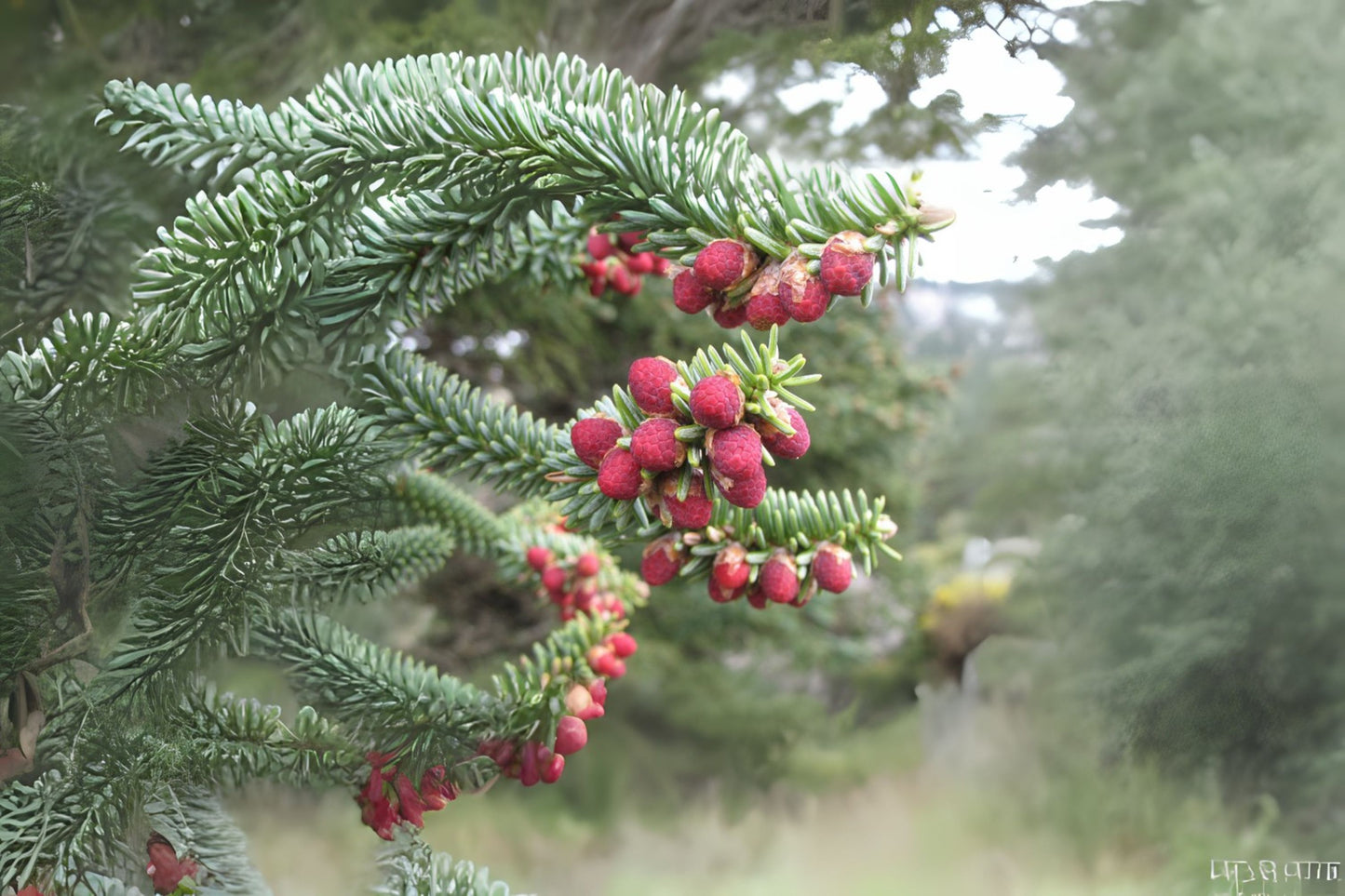 Spanish Fir (Abies pinsapo)