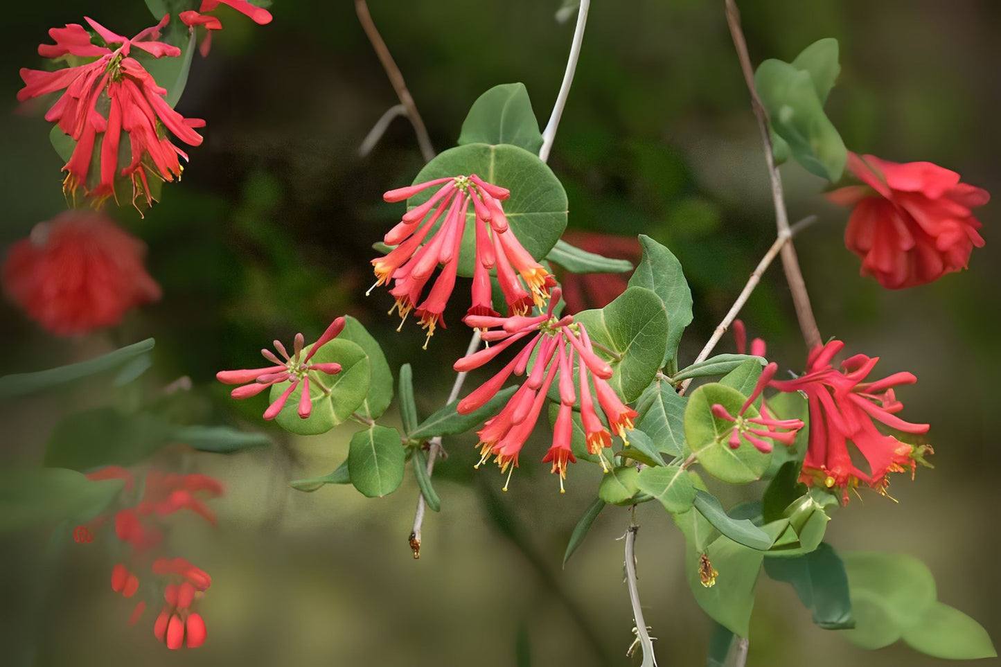 Coral Honeysuckle Vine Live Plant - Starter Size with Bright Orange Flowers - Loniceria sempervirens - Well-Rooted, 4" Diameter
