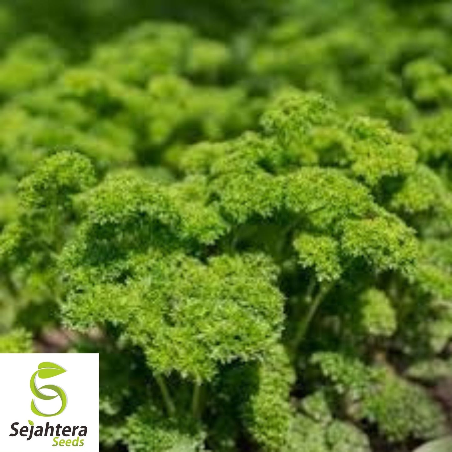 Parsley Moss Curled Seeds 1000+ | Heirloom Culinary Herb NON-GMO USA