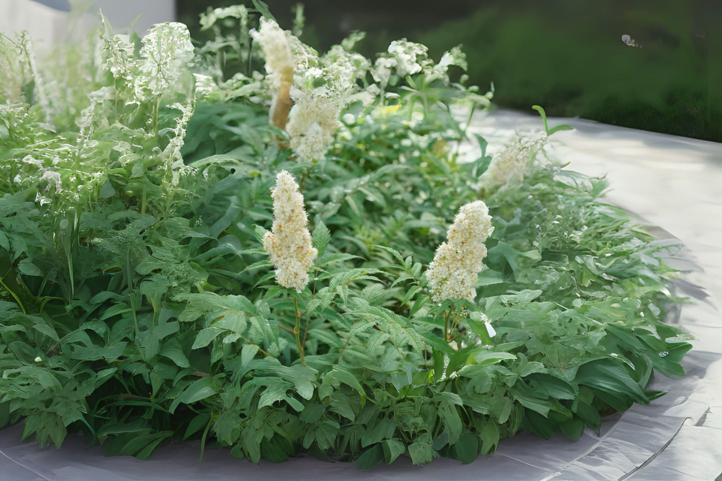 False Spiraea Spirea (Sorbaria sorbifolia)