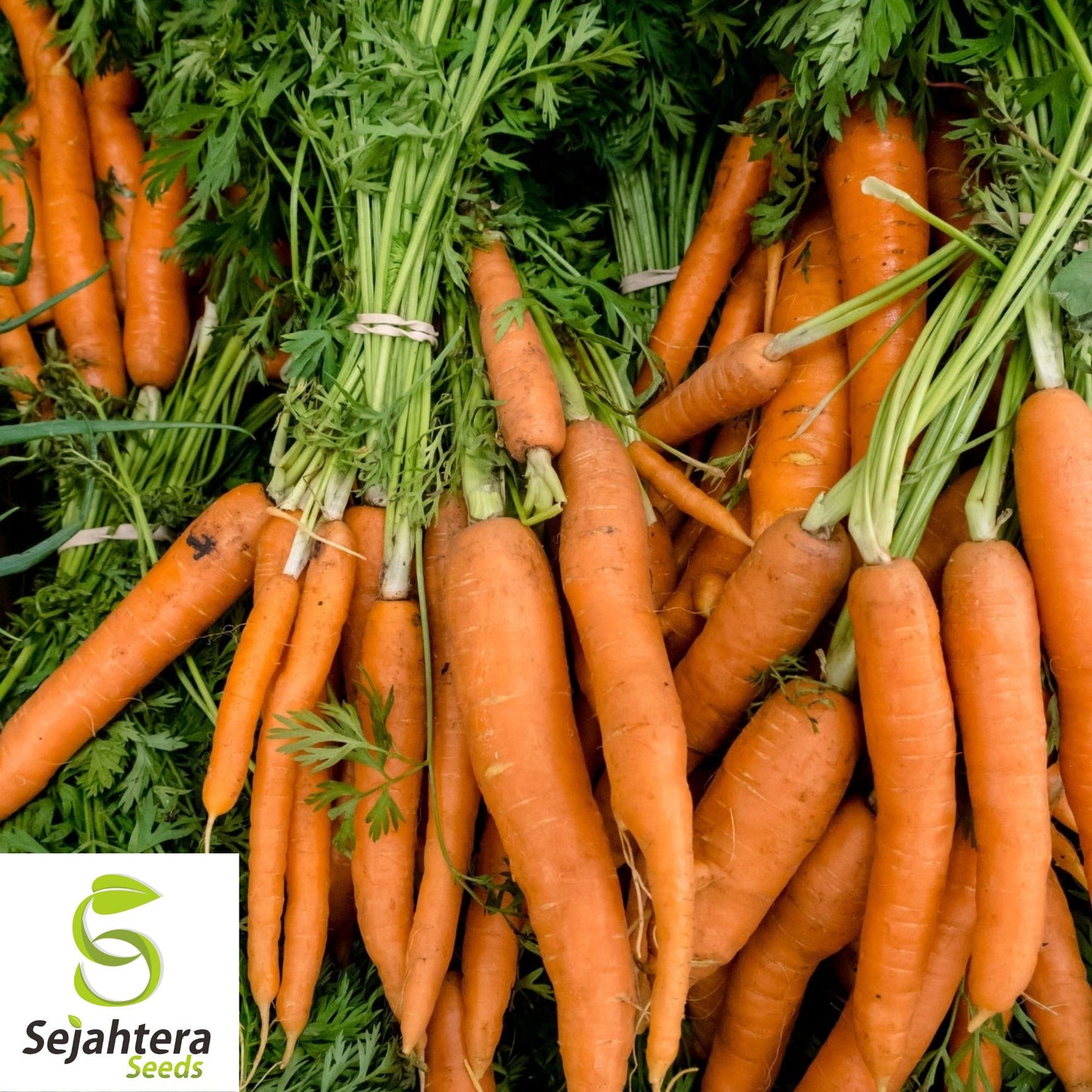300 Tender Sweet Carrot Seeds - Non-GMO, Crisp & Flavorful Variety