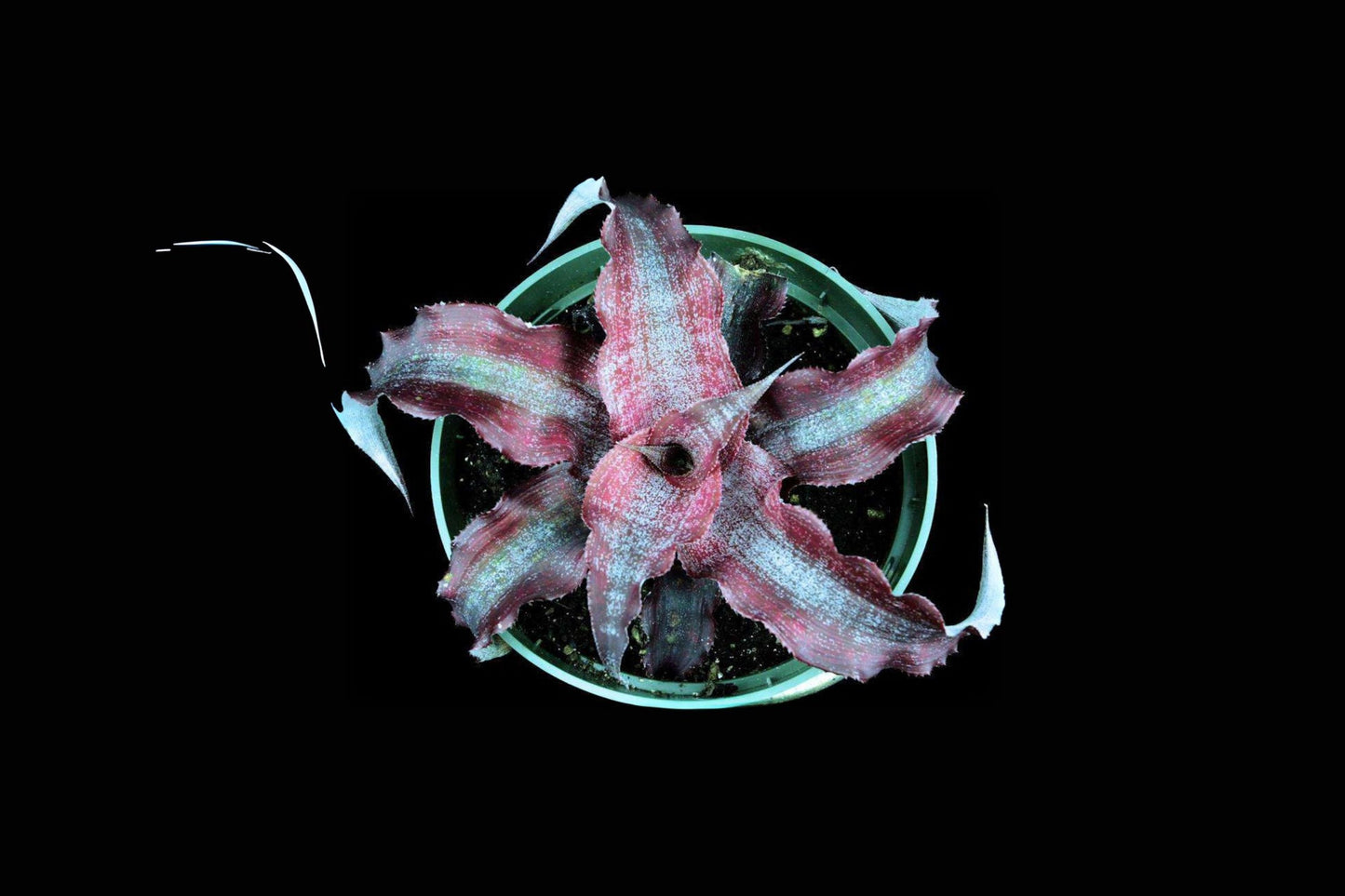 Cryptanthus Plant 4" Pot Wild Cherry Tropical Houseplant Cryptanthus 'Wild Cherry'