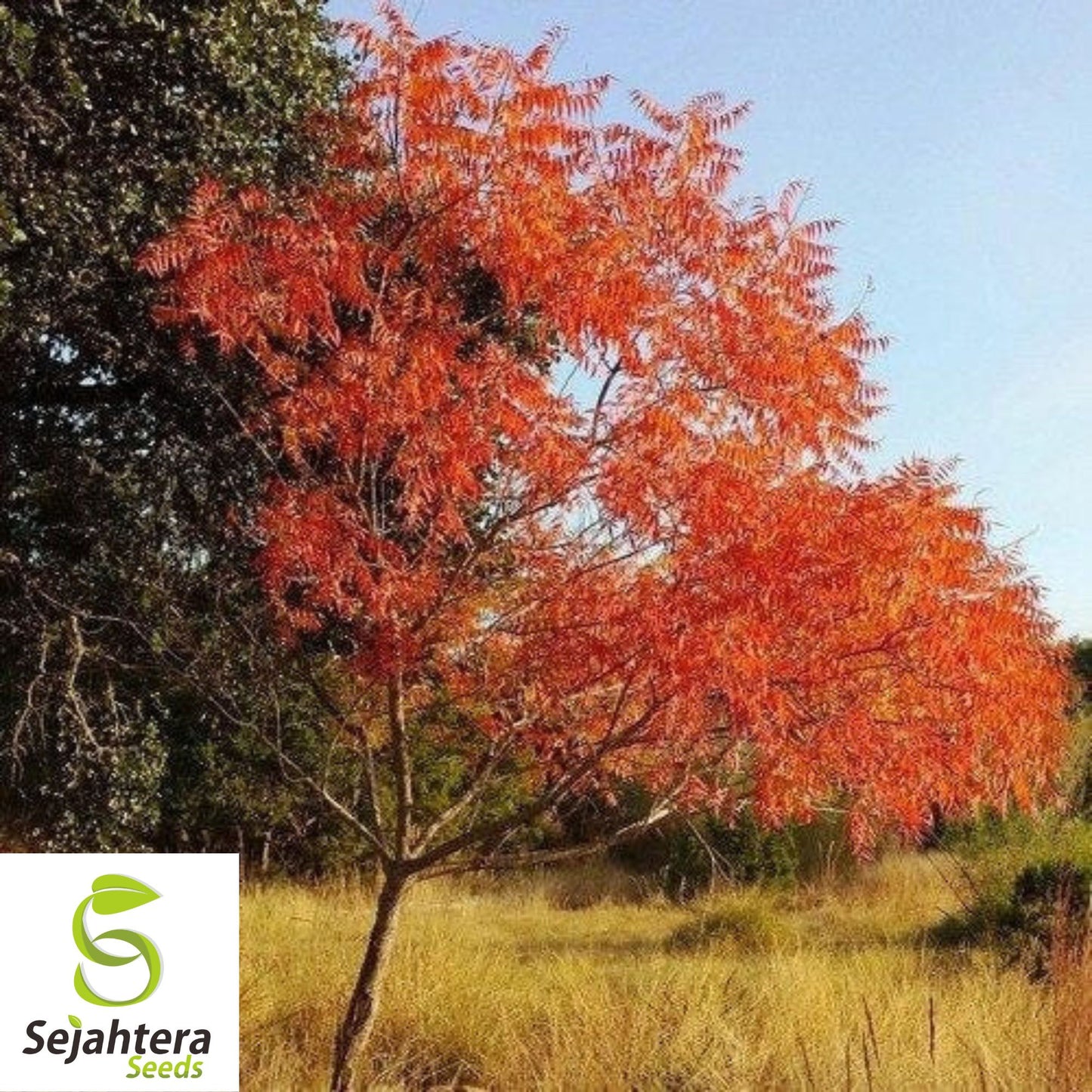 Dwarf Flameleaf Sumac Seeds | Vibrant Ornamental 30+ Seeds