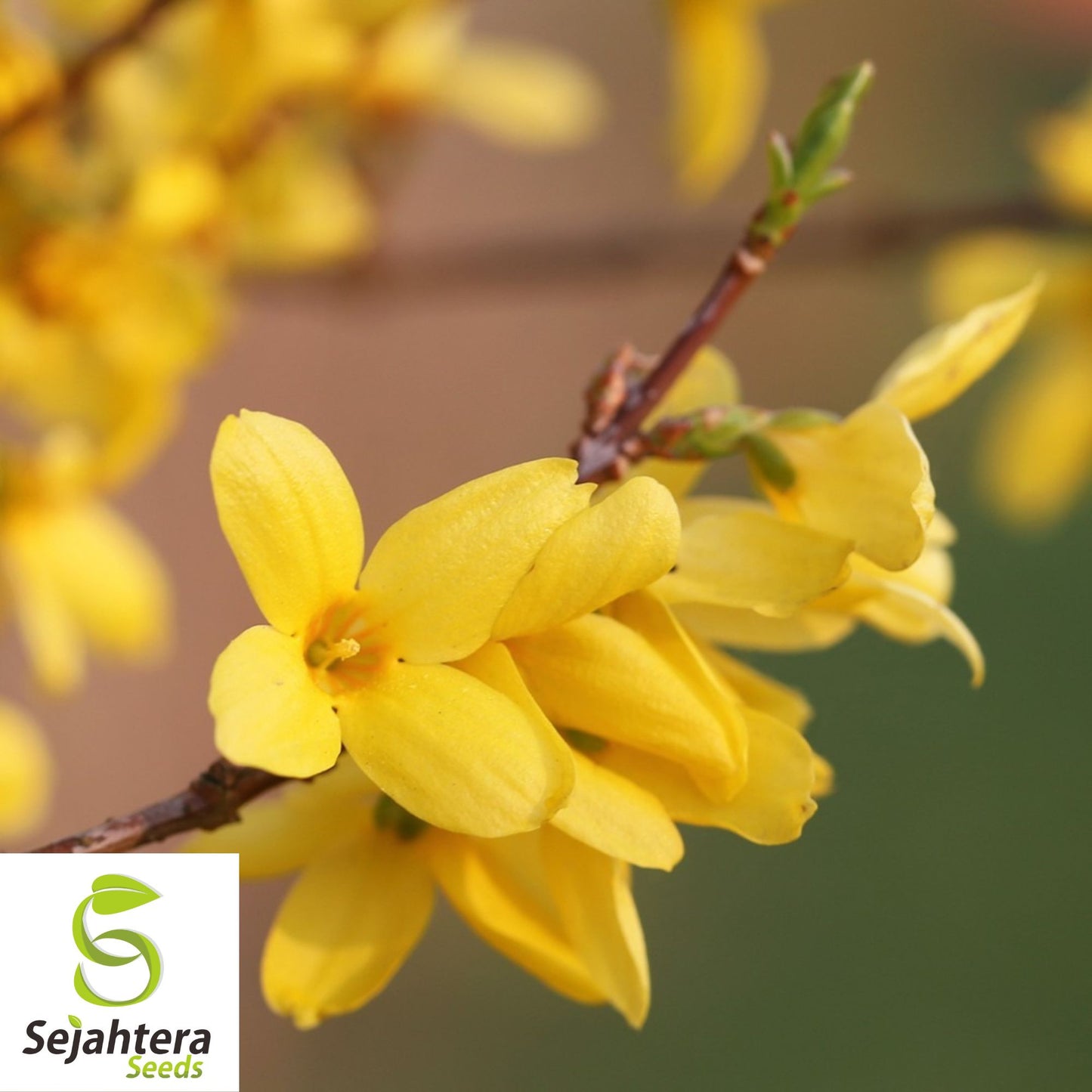 Weeping Forsythia Seeds {Forsythia suspensa} 20+ Seeds