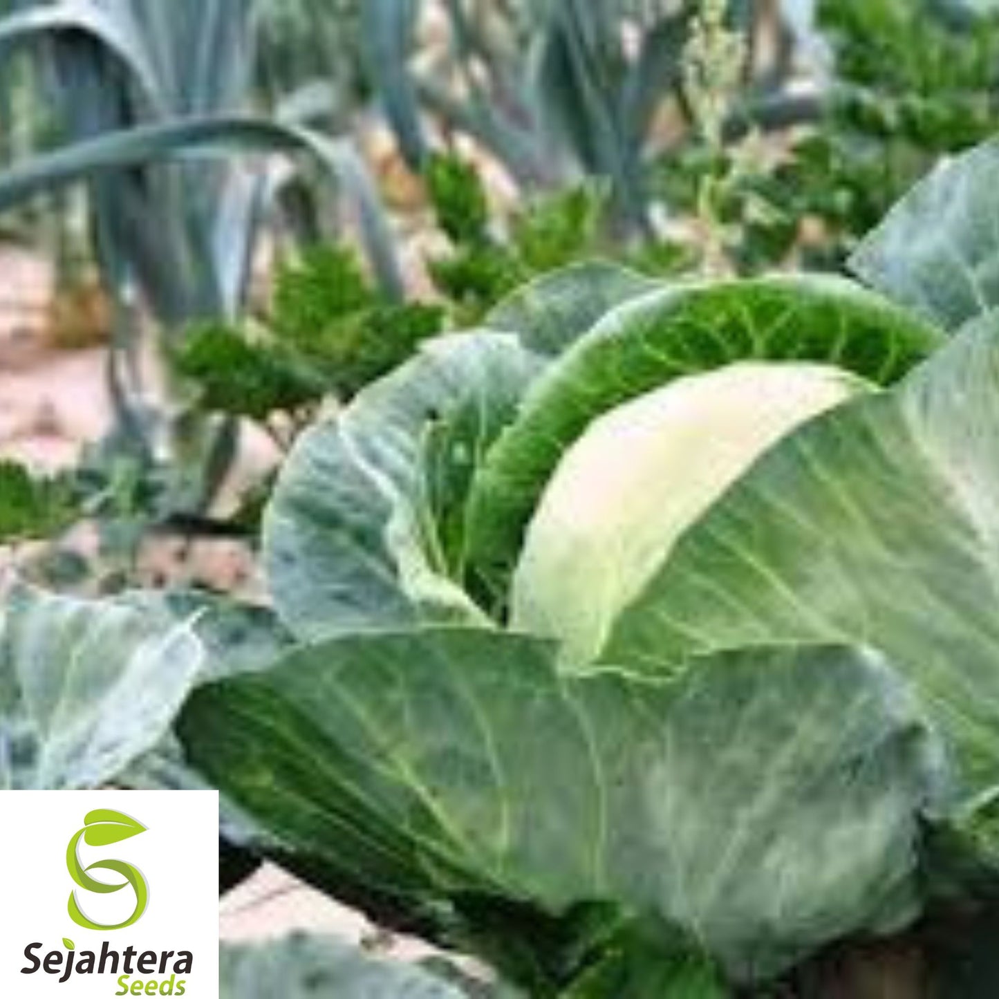 400+ Danish Ballhead Cabbage Seeds - Heirloom, Non-GMO, Crisp & Fresh