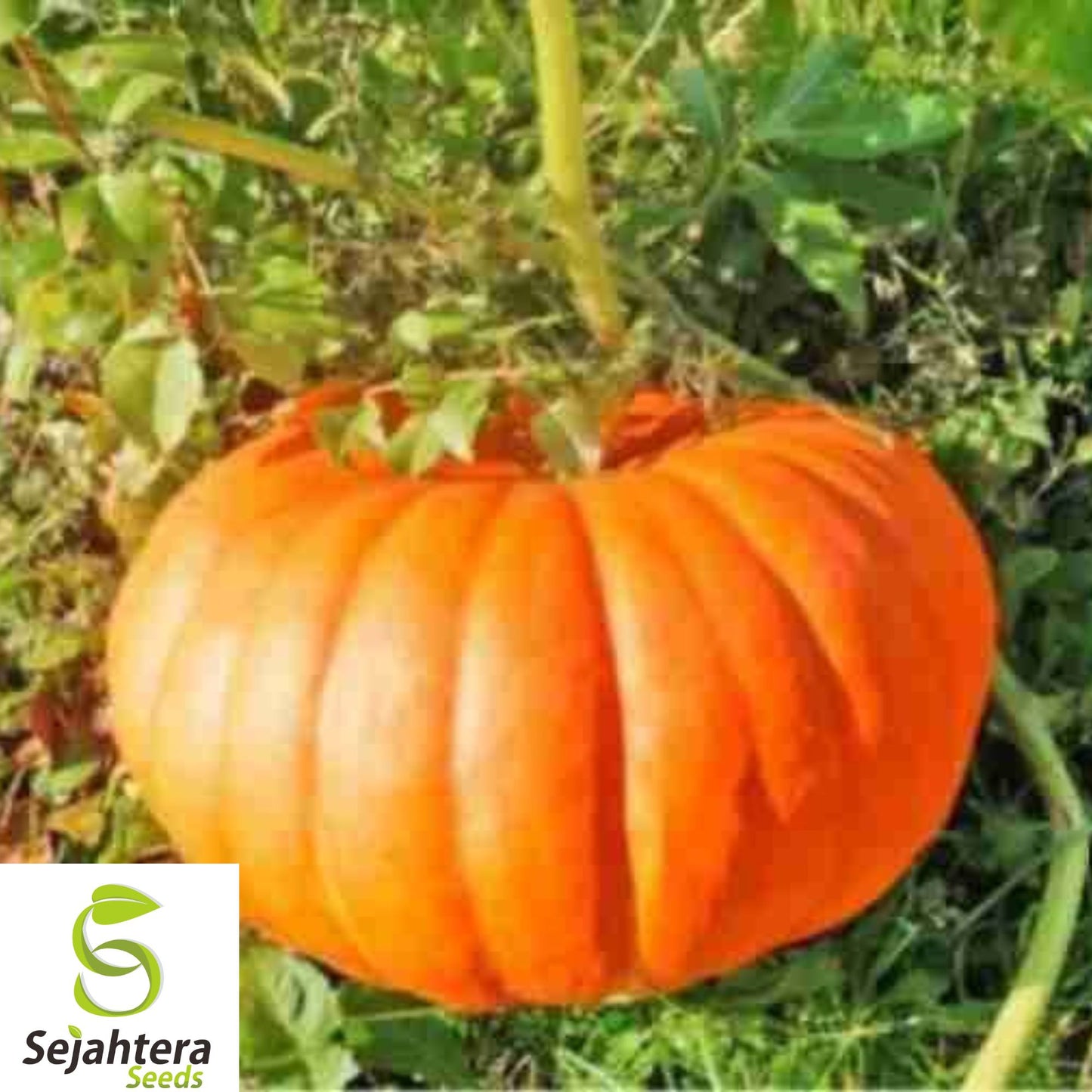 15+ Cinderella Pumpkin Seeds - Heirloom, Organic, Non-GMO, Large & Sweet Variety