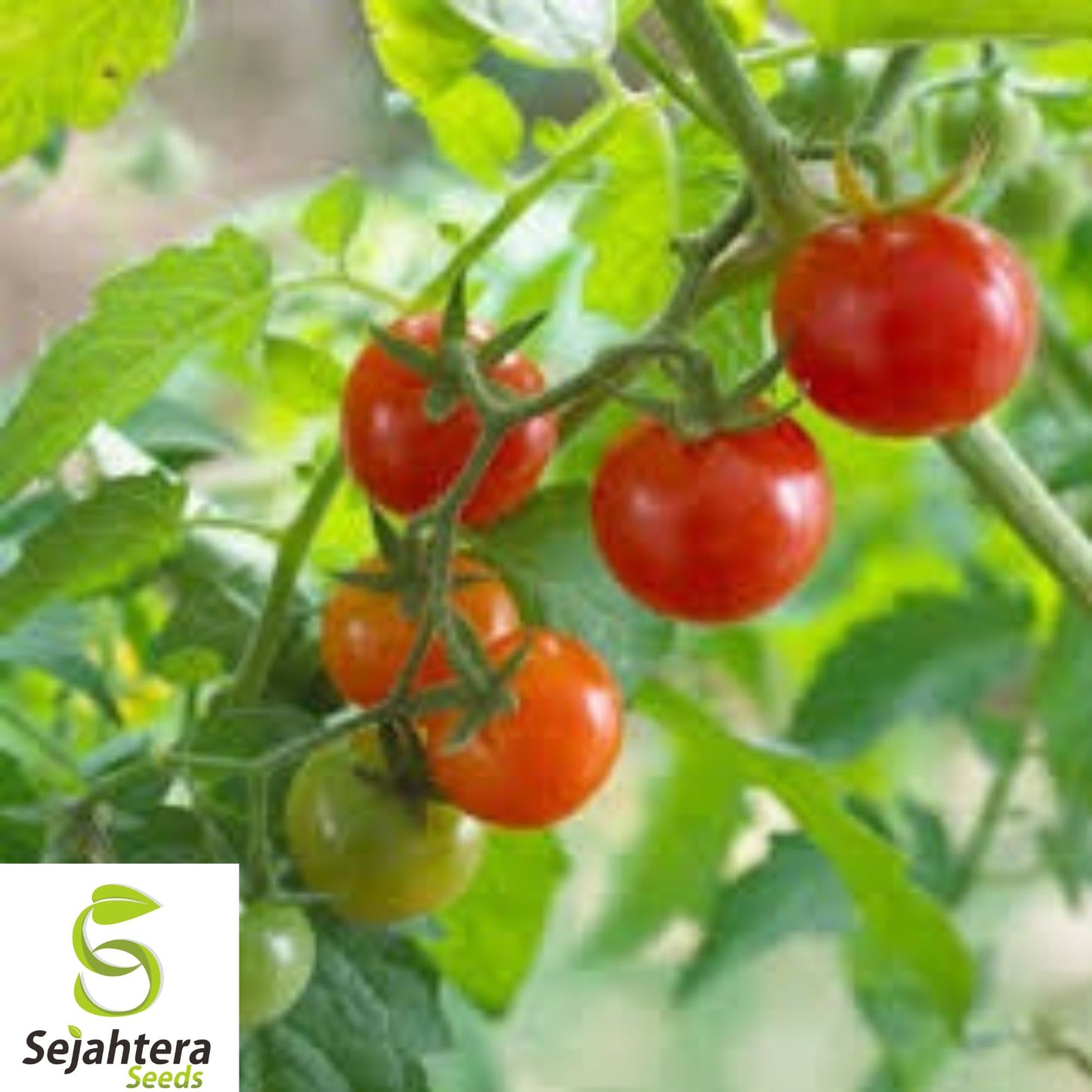 30+ Red Currant Tomato Seeds - Heirloom, Organic, Non-GMO, Sweet & High-Yield