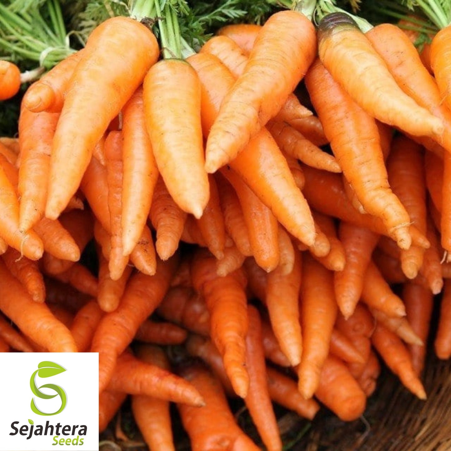 300 Tender Sweet Carrot Seeds - Non-GMO, Crisp & Flavorful Variety