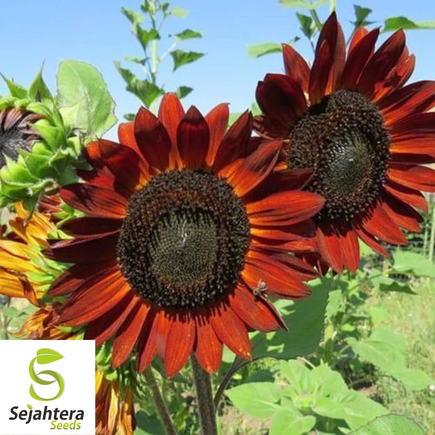 50+ Earthwalker Sunflower Seeds - Heirloom, Non-GMO, Bold Annual Cut Flowers