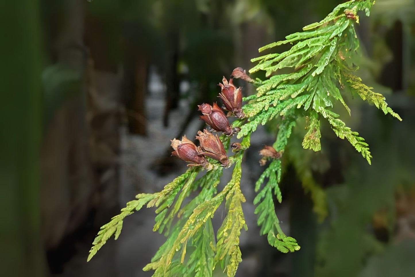 Western Cedar Redcedar (Thuja plicata)