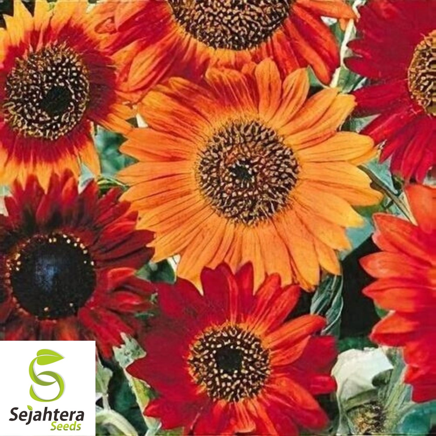50+ Earthwalker Sunflower Seeds - Heirloom, Non-GMO, Bold Annual Cut Flowers