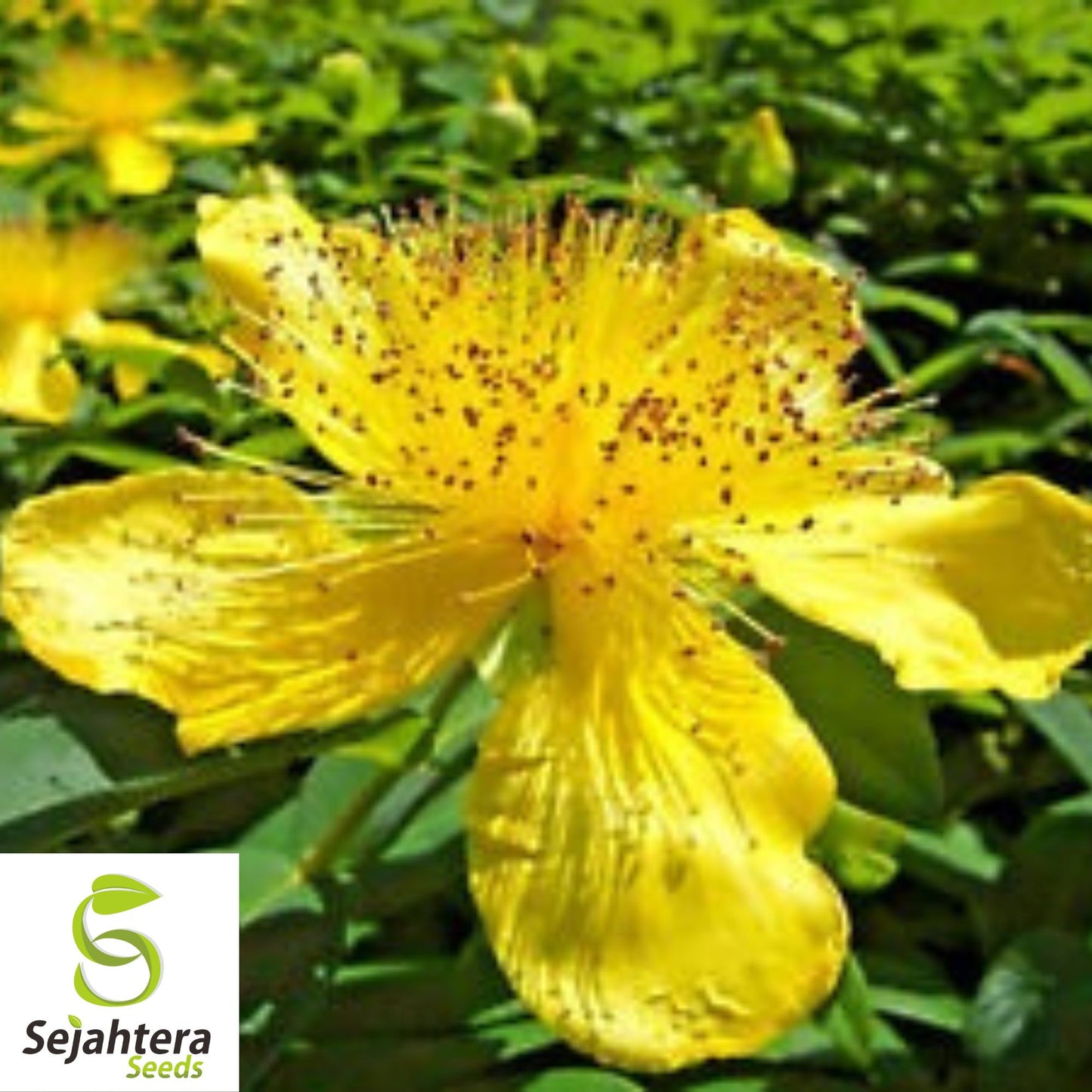 200+ Great St. John's Wort Seeds | Medicinal Herb, Flower