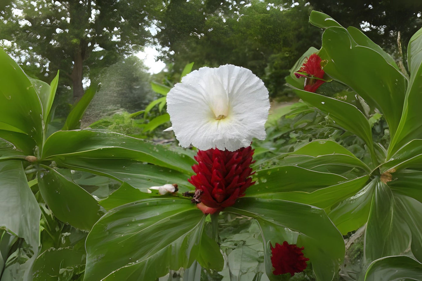 2x Malay Ginger Rhizomes with Stalk, Costus speciosus, Tropical Insulin Plant, Fast Growing with Blooms