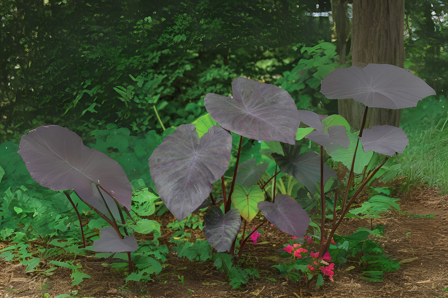 Colocasia 'Black Magic' Elephant Ear Plant - 4in Pot - Dark Purple Foliage - Colocasia esculenta 'Black Magic' - Indoor/Outdoor Decor
