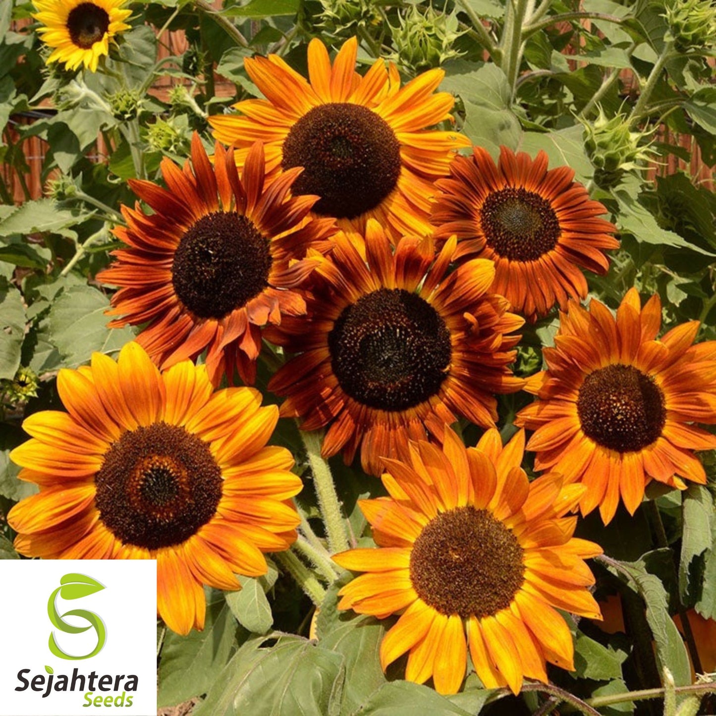 50+ Earthwalker Sunflower Seeds - Heirloom, Non-GMO, Bold Annual Cut Flowers