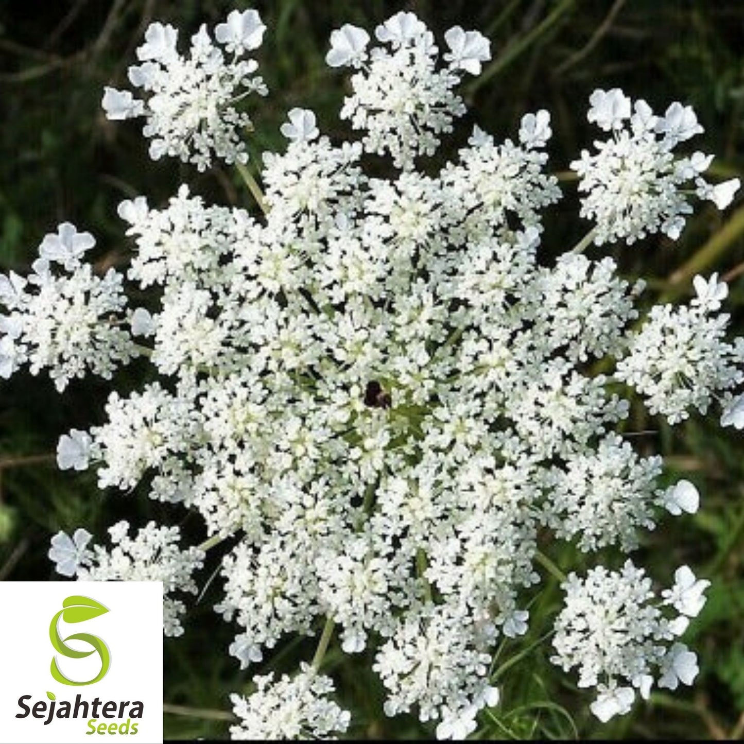 Anise Herb Seeds 300+ | Common Licorice Herb NON-GMO Heirloom USA