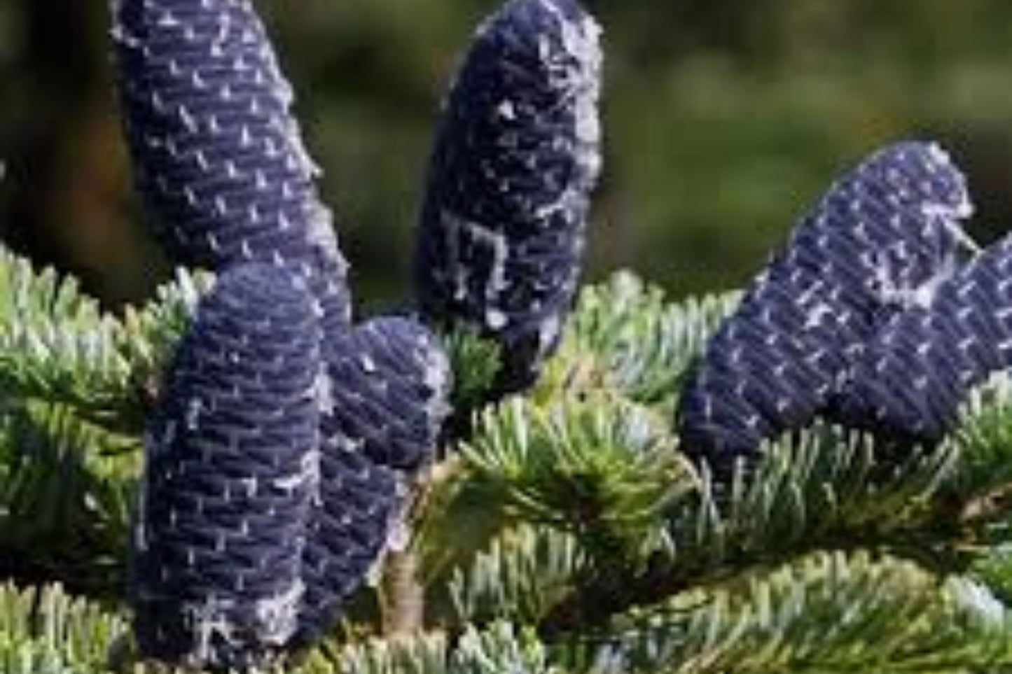 Manchurian Fir (Abies nephrolepis)