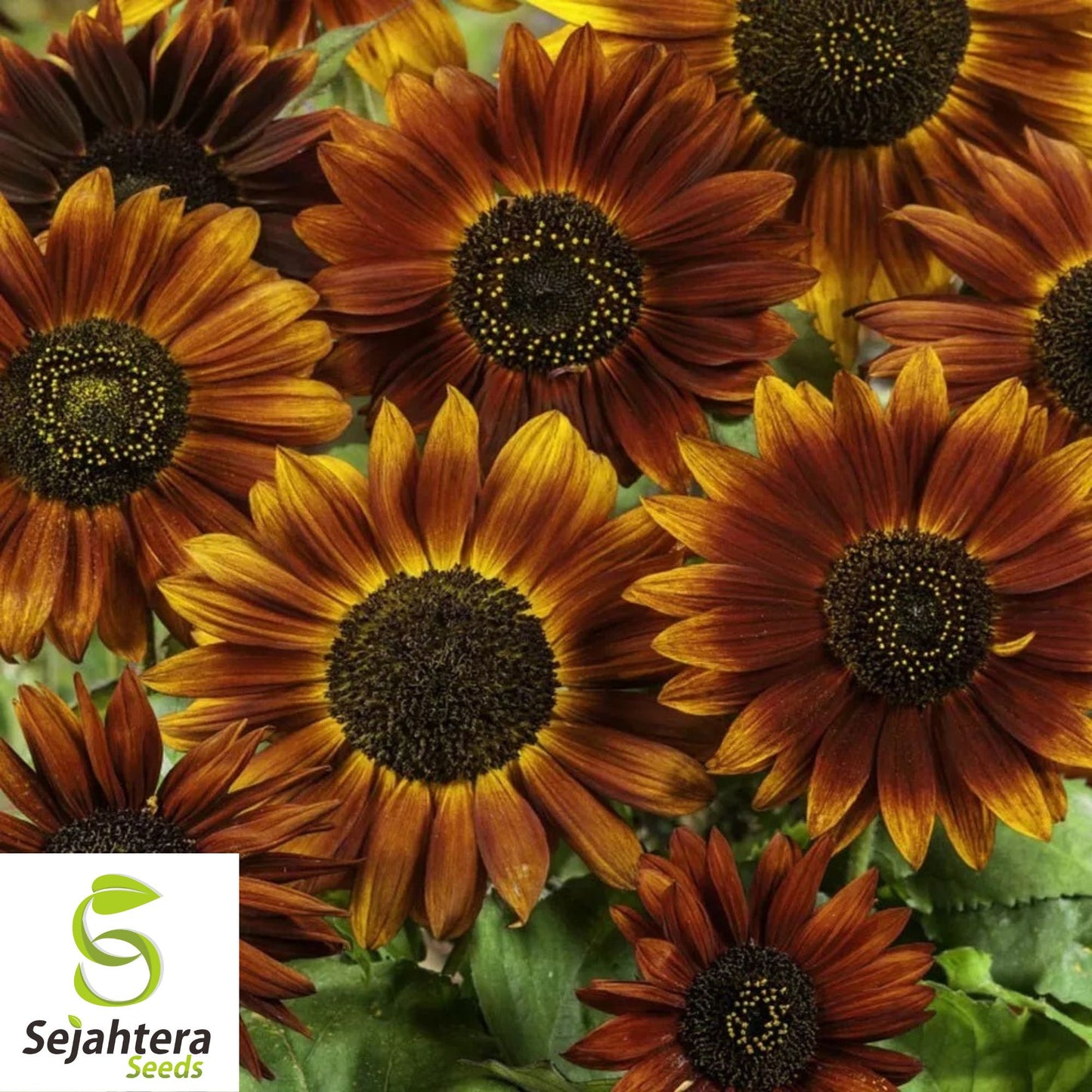 50+ Earthwalker Sunflower Seeds - Heirloom, Non-GMO, Bold Annual Cut Flowers