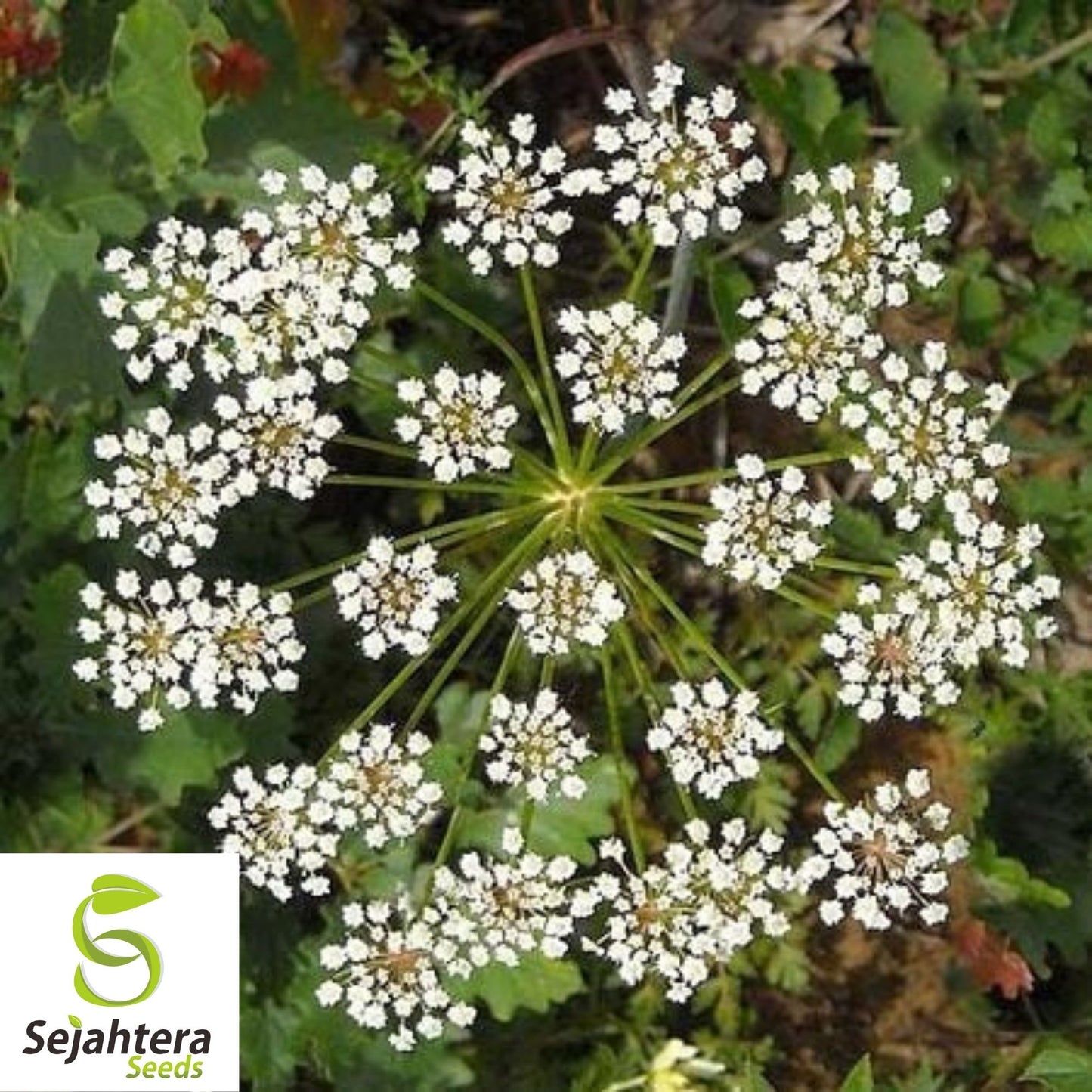 Anise Herb Seeds 300+ | Common Licorice Herb NON-GMO Heirloom USA