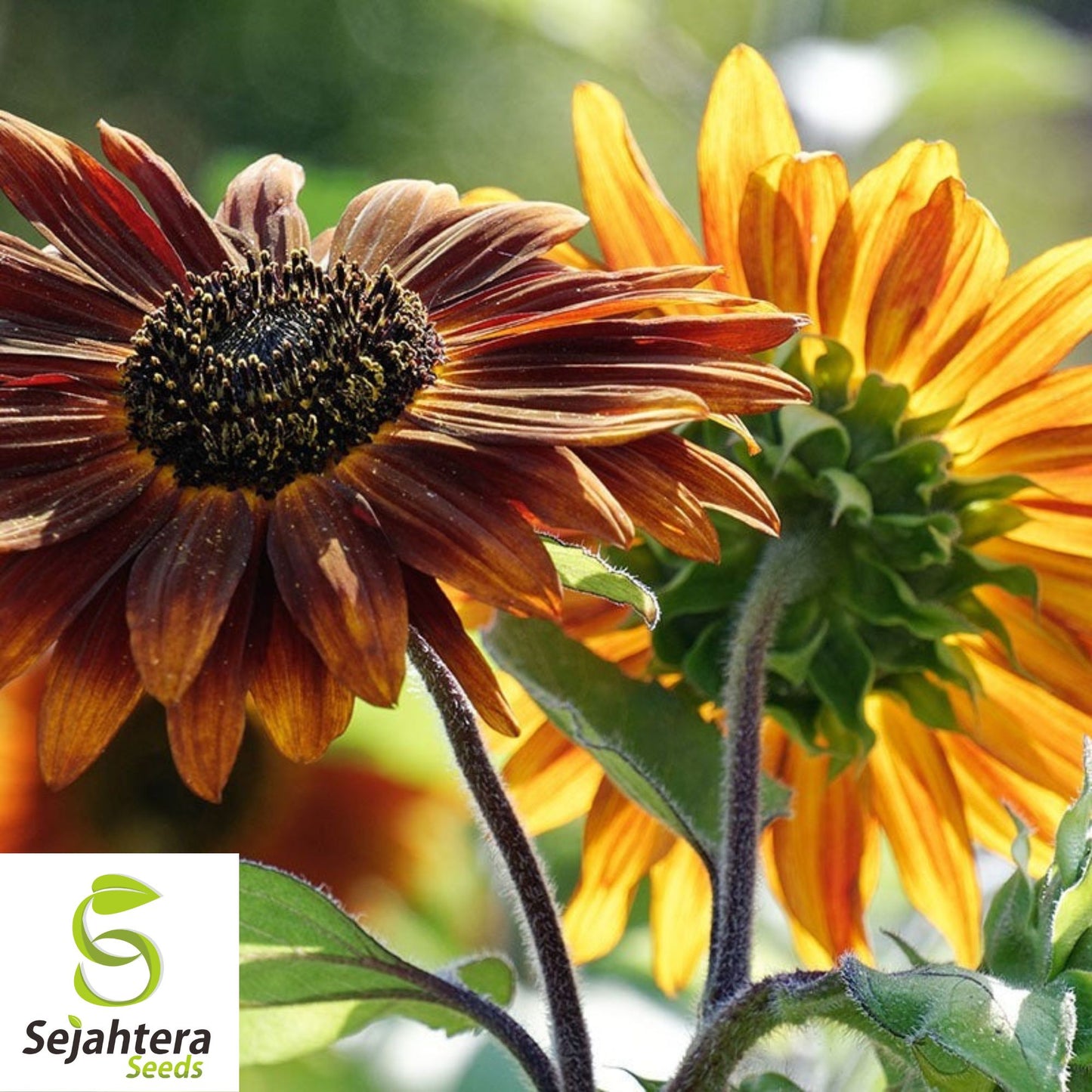 50+ Earthwalker Sunflower Seeds - Heirloom, Non-GMO, Bold Annual Cut Flowers