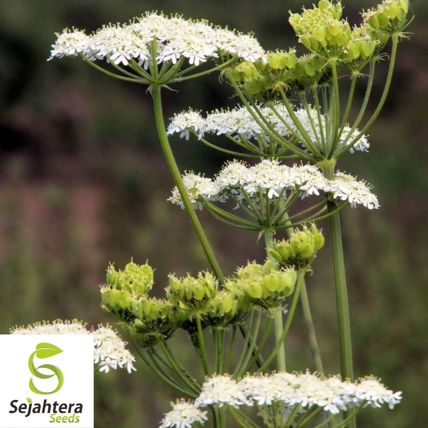 Anise Herb Seeds 300+ | Common Licorice Herb NON-GMO Heirloom USA
