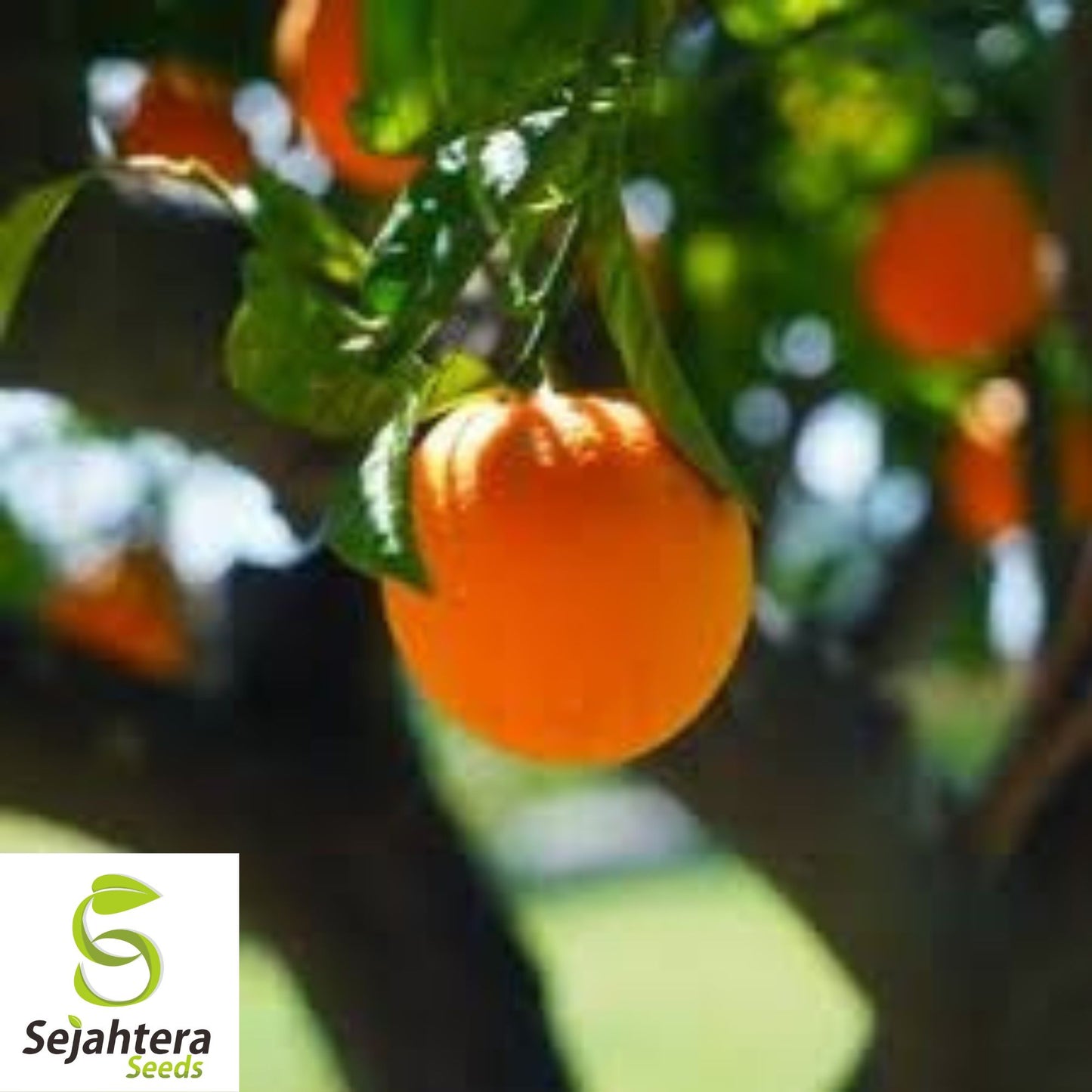 Dwarf Apricot Tree Seeds {Prunus armeniaca} Organic 5 Pre-Stratified Seeds