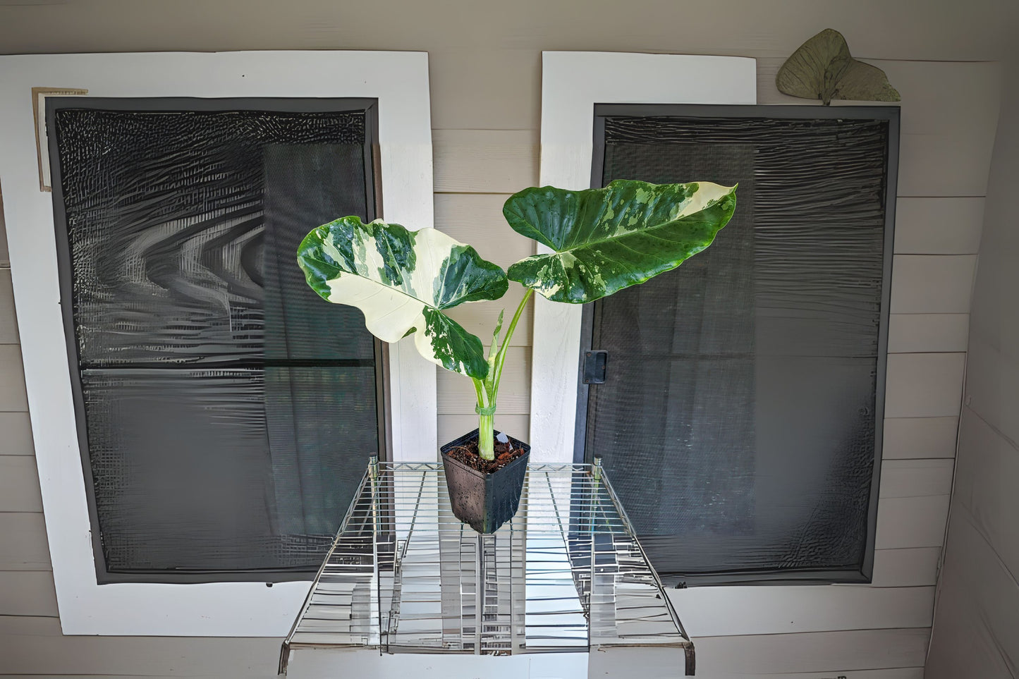 Alocasia Macrorrhiza Variegata 3 Gallon Plant – Variegated Giant Taro, Elephant Ears, Tropical Houseplant, Unique Foliage