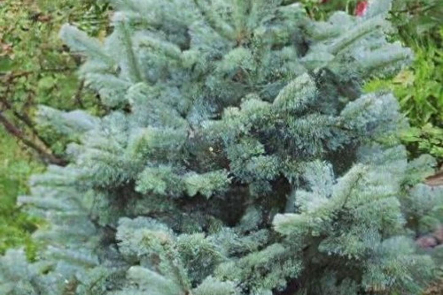 Corkbark Fir (Abies lasiocarpa var. arizonica)