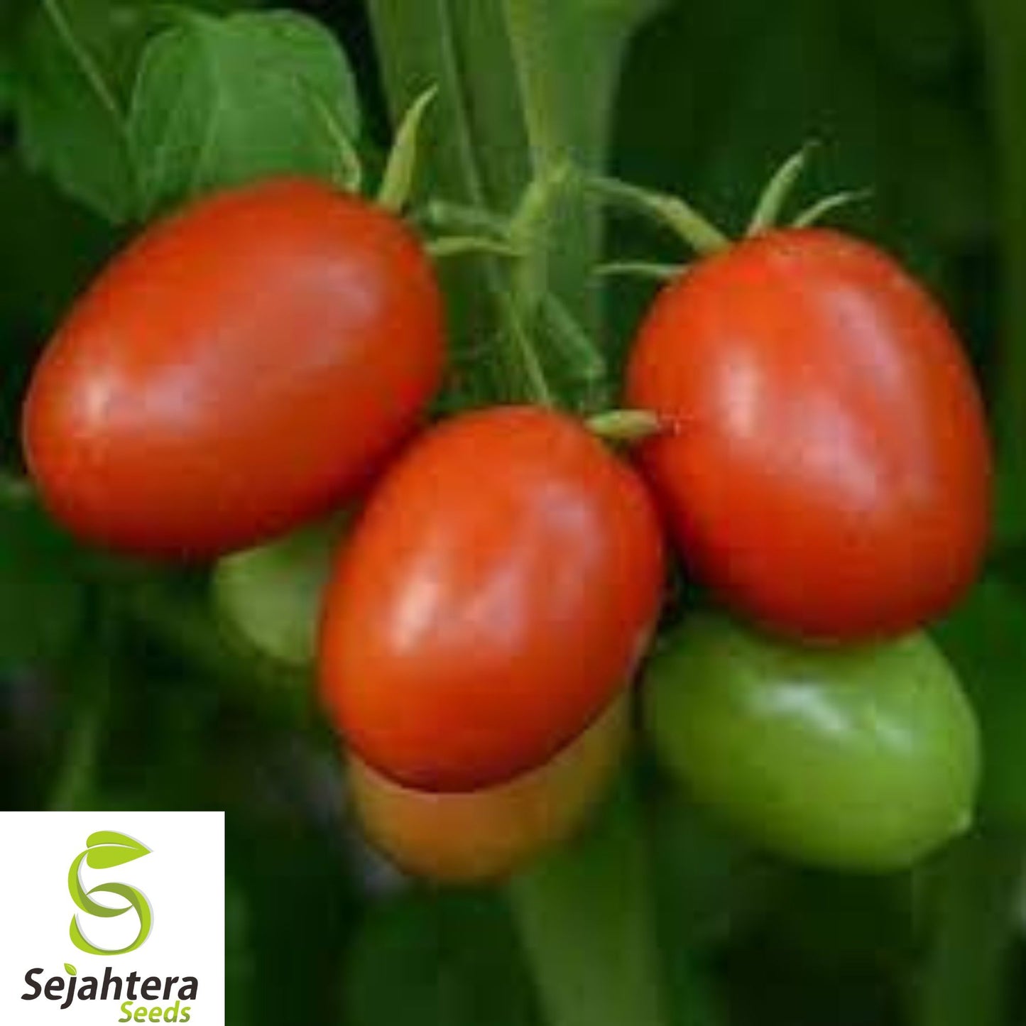 30+ Napoli Tomato Seeds - Heirloom, Organic, Non-GMO, Sweet & Meaty Paste Tomato