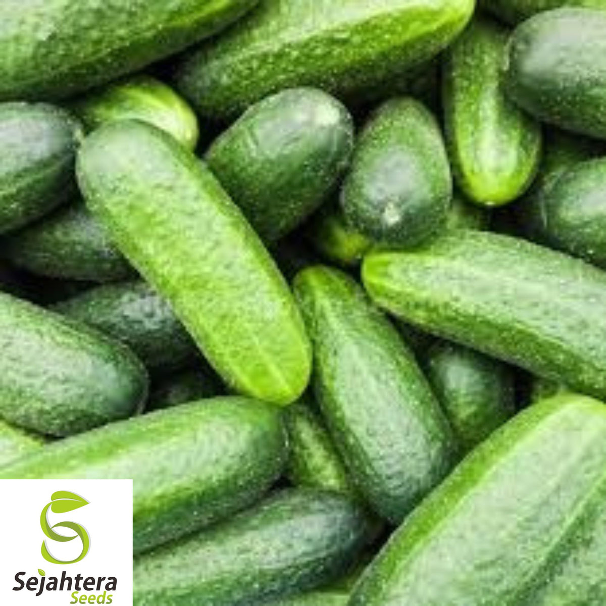 200+ Double Yield Cucumber Seeds - Heirloom, Organic, Non-GMO, High-Yield & Fresh