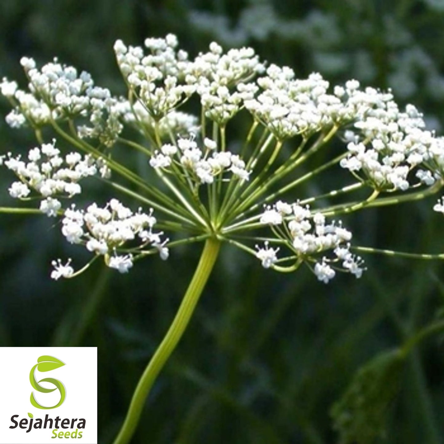 Anise Herb Seeds 300+ | Common Licorice Herb NON-GMO Heirloom USA