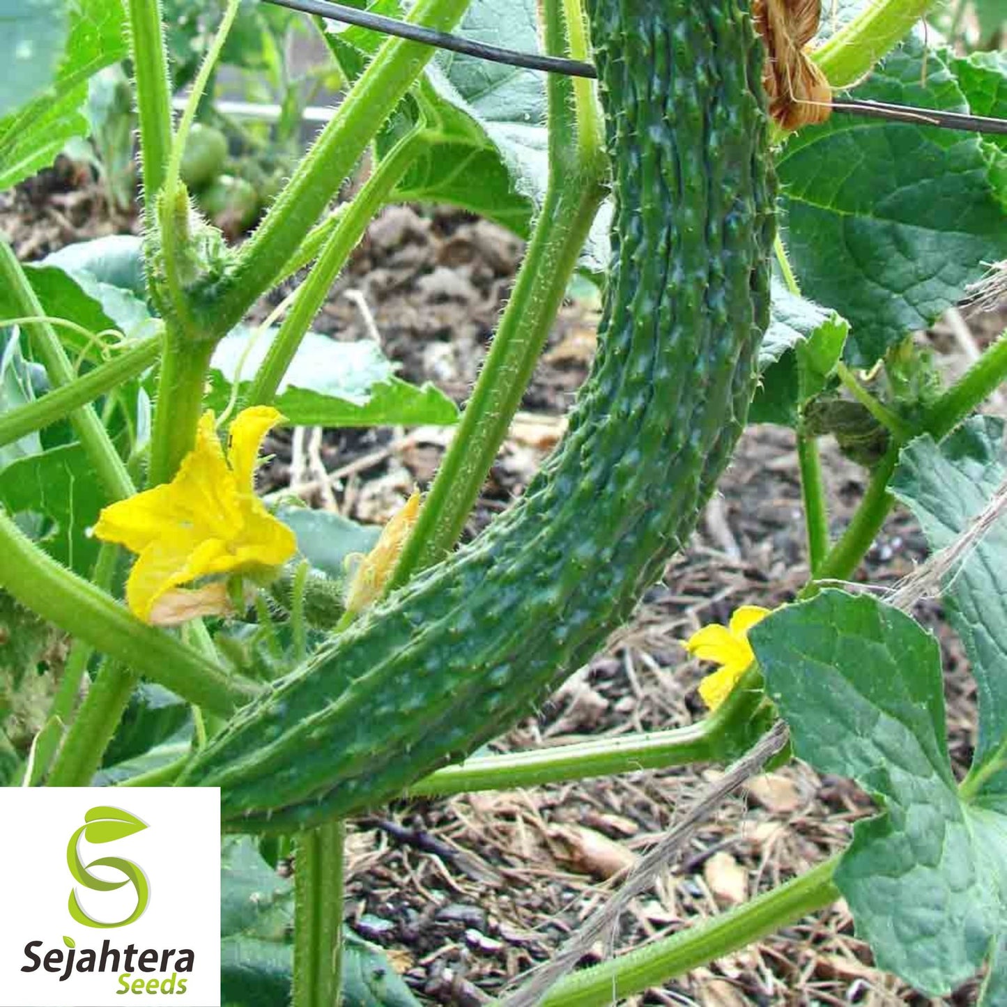Suyo Long Cucumber Seeds - 25+ Heirloom, Non-GMO, Rare & Genuine