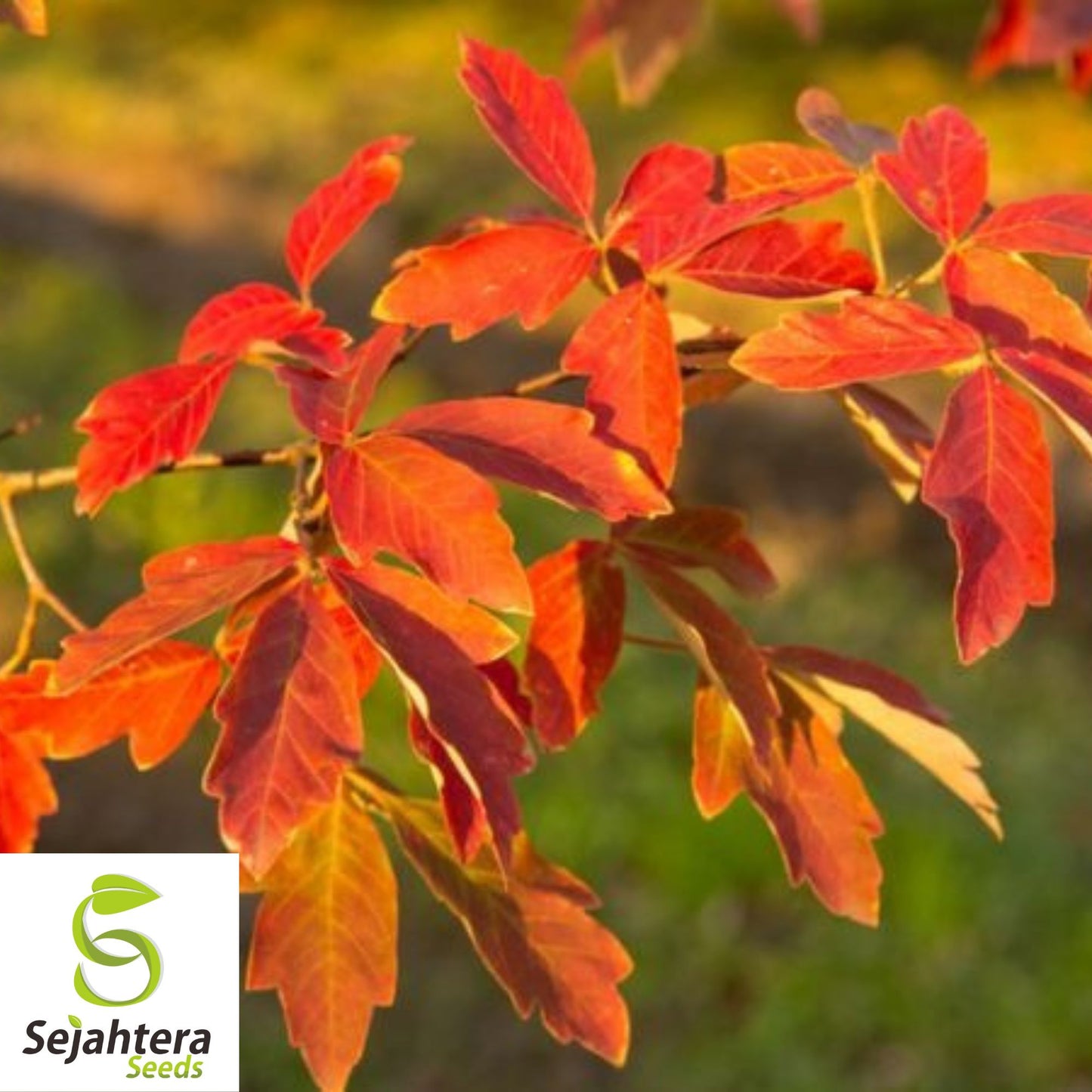 Red Paperbark Maple Seeds {Acer griseum} 5 Seeds | Ornamental Tree