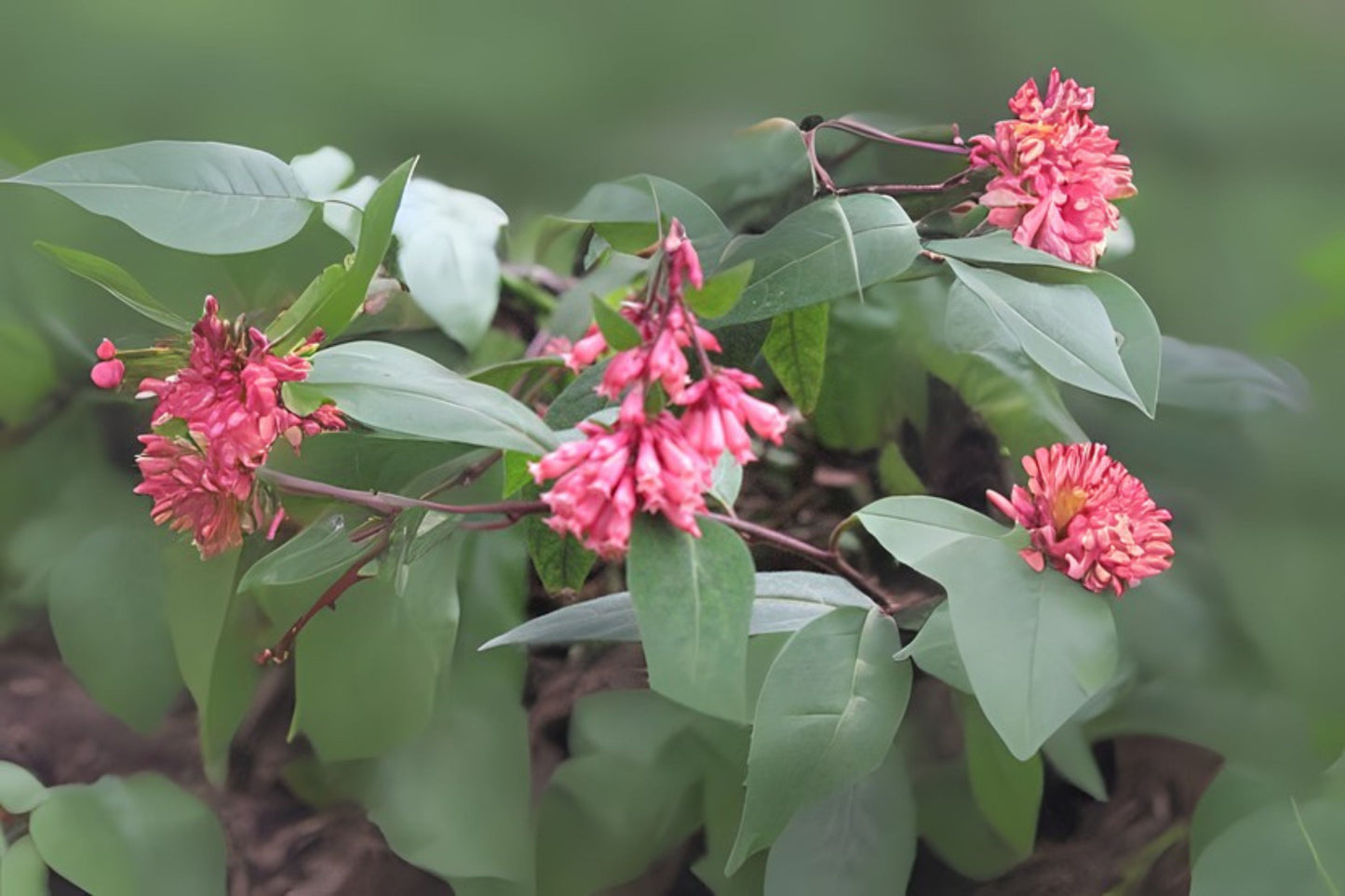 Purple Cestrum Live Plant - Day Blooming Jasmine, Lavender Mauve Flowers, Cestrum elegans, Starter Size 6-8" with 4" Root Zone