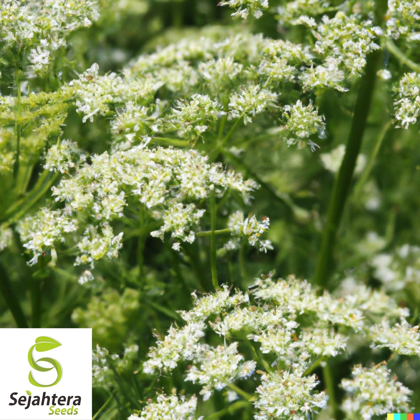 Anise Herb Seeds 300+ | Common Licorice Herb NON-GMO Heirloom USA