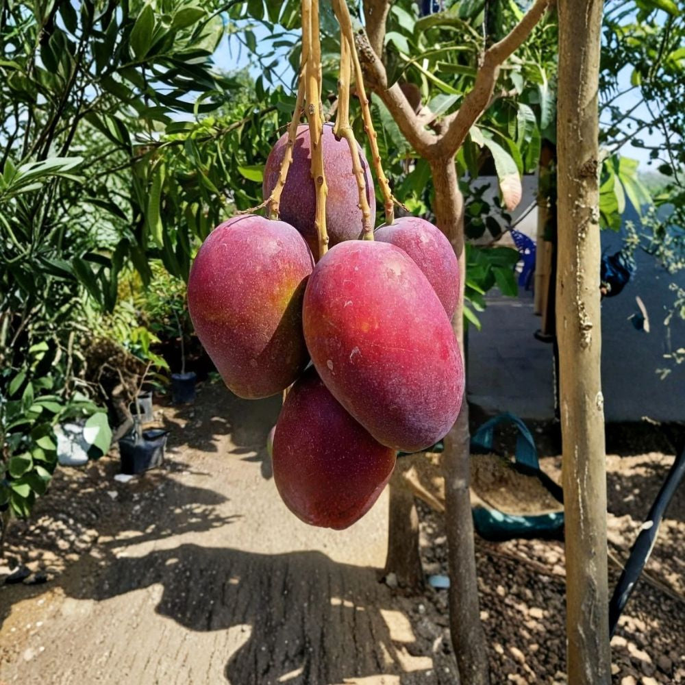 Irwin Dwarf Mango Tree – Mangifera indica ‘Irwin’ Live Starter Plant | 10–14 Inches Tall | Compact Red Variety Sweet Fiberless Fruit | Patio & Container Friendly | Florida Selection