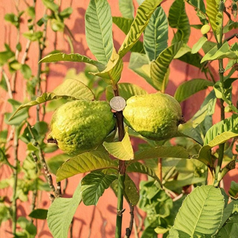 Vietnamese Giant White Flesh Guava – Psidium guajava ‘Oi Xa Li’ Live Fruit Tree | 1–2 Feet Tall | Shipped in 3 Gallon Pot Crisp White Guava | Sweet & Aromatic | Backyard Tropical Favorite